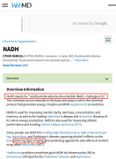 比NMN更强的抗衰老物质NADH已风靡欧美数十年