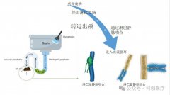 临床见证：微血管吻合装置助力阿尔茨海默病临